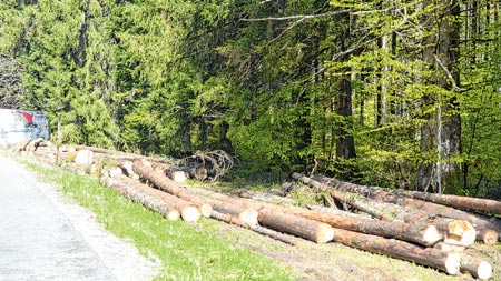Obitelj Thurn-Taxis mogla bi vratiti goranske šume
